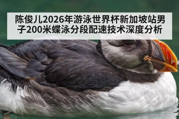 陈俊儿2026年游泳世界杯新加坡站男子200米蝶泳分段配速技术深度分析