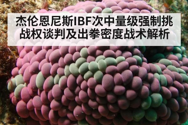 杰伦恩尼斯IBF次中量级强制挑战权谈判及出拳密度战术解析